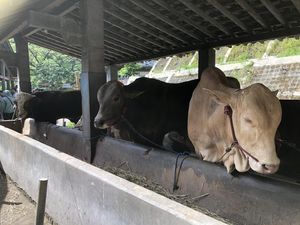 Presiden Prabowo Kurban 6 Sapi di DIY