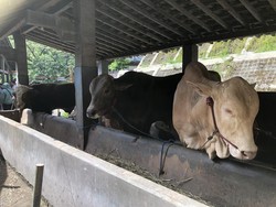 Presiden Prabowo Kurban 6 Sapi di DIY