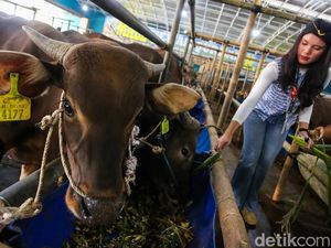 Stok Hewan Kurban di Jabar untuk Idul Adha 2026 Dipastikan Aman