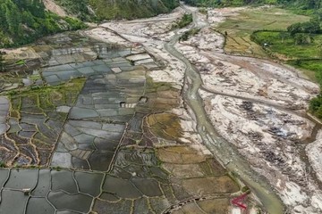 Ribuan Hektare Sawah Terdampak Bencana Sumatera Mulai Ditanami Kembali