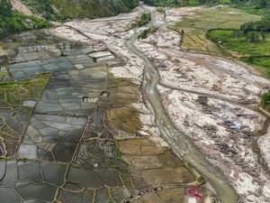 Ribuan Hektare Sawah Terdampak Bencana Sumatera Mulai Ditanami Kembali
