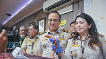 WNI Selundupkan Kadal-Marmoset, Modus Sembunyikan di Celana Legging