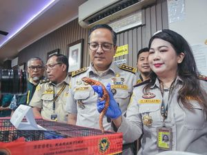 WN Thailand Selundupkan Kadal-Marmoset, Modus Sembunyikan di Celana Legging