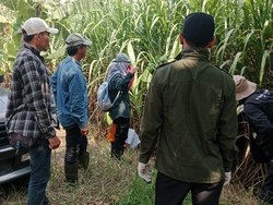 Petani Cirebon Genjot Benih Tebu demi Swasembada Gula
