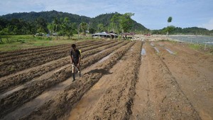 Petani Padang Pariaman Bangkit Perbaiki Sawah Pascabanjir