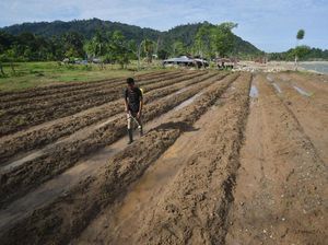 Petani Padang Pariaman Bangkit Perbaiki Sawah Pascabanjir