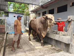 Presiden Prabowo Beli Sapi Jumbo dari Peternak Sukoharjo untuk Kurban