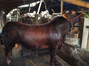 Bagong Jadi Sapi Kurban Prabowo di Kota Magelang, Beratnya 900 Kg