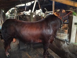 Bagong Jadi Sapi Kurban Prabowo di Kota Magelang, Beratnya 900 Kg