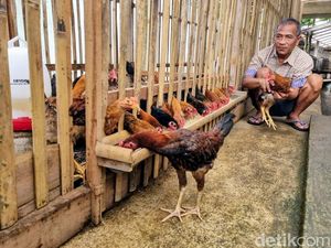 Peternak Ponorogo Kembangkan Budidaya Ayam Sengkuni, Ini Keunggulannya
