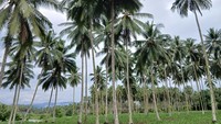 Sekilas Tentang Bumi Nyiur Melambai, Julukan Sulawesi Utara