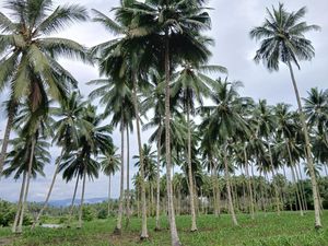 Sekilas Tentang Bumi Nyiur Melambai, Julukan Sulawesi Utara