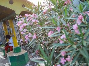 Bunga Oleander Bermekaran, Jalur Pedestrian Bekasi Timur Makin Cantik