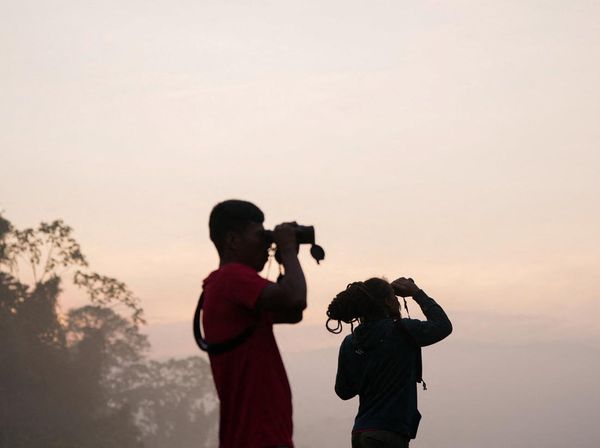 Menyusuri Hutan Panama, Pengamat Burung Ramaikan Global Big Day