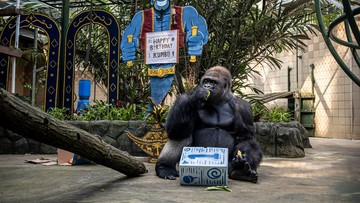 Momen Lucu di Ragunan, Gorila Kumbo Ultah Disambut Pesta Buah