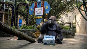 Momen Lucu di Ragunan, Gorila Kumbo Ultah Disambut Pesta Buah