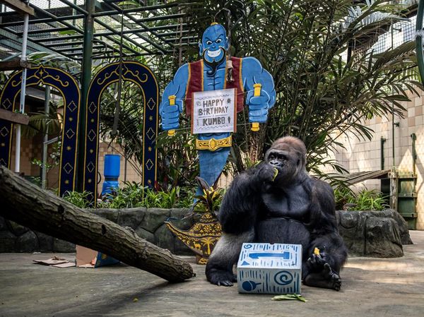 Momen Lucu di Ragunan, Gorila Kumbo Ultah Disambut Pesta Buah