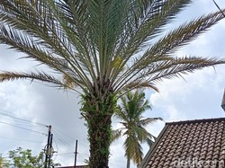 Iseng Tanam Kurma 15 Tahun Lalu, Warga Plaju Kini Nikmati Hasilnya