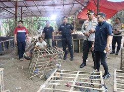 Sabung Ayam di Tangerang Digerebek Polisi, 2 Orang Ditangkap