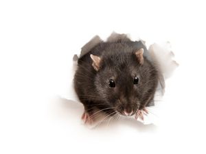 Peneliti BRIN Ungkap Fakta dan Cara Mencegah Penularan Hantavirus