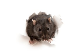 Sama-sama Penyakit dari Tikus, Kenali Beda Hantavirus dan Leptospirosis