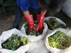Cara Pengolahan Sampah Kompos Sederhana di Rumah, Hanya Pakai 2 Bahan
