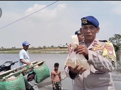 Dukung Ketahanan Pangan, Polairud Polda Metro Tebar 10 Ribu Bibit Bandeng