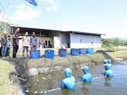 Ibas Nilai Budidaya Ikan Patin Trenggalek Penting dalam Rantai Pasok MBG