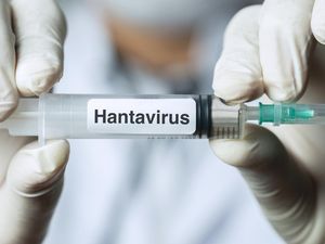 WHO Ingatkan Gejala Awal terkait Hantavirus yang Mewabah di Kapal MV Hondius