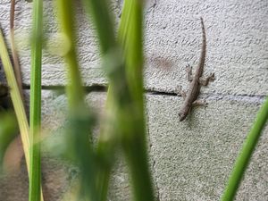 5 Cara Mengusir Cicak dari Rumah dengan Bahan Alami