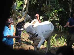 Bolehkah Kurban untuk Orang yang Sudah Meninggal? Begini Pendapat 4 Mazhab!
