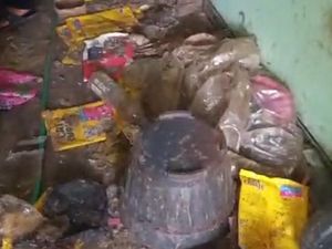 Temuan Kuburan Kucing di Bekasi, Ada Bangkai dalam Rice Cooker