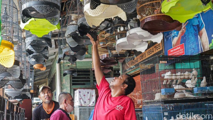 Nilai Bisnis Burung Kicau hingga Rp2 Triliun Ratusan burung kicau dalam sangkar terpajang rapi di area Kandang Pasar Pramuka, Jakarta, Senin (11/5/2026). Suara kicauan dari beragam jenis burung seperti murai batu, kenari, kacer, hingga cucak hijau saling bersautan memenuhi area perdagangan burung tersebut.