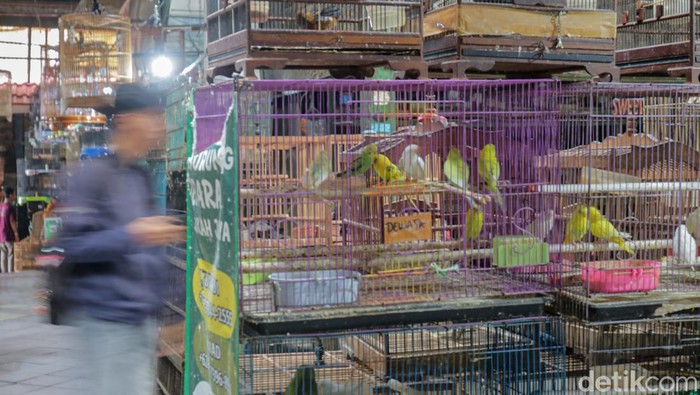 Nilai Bisnis Burung Kicau hingga Rp2 Triliun Ratusan burung kicau dalam sangkar terpajang rapi di area Kandang Pasar Pramuka, Jakarta, Senin (11/5/2026). Suara kicauan dari beragam jenis burung seperti murai batu, kenari, kacer, hingga cucak hijau saling bersautan memenuhi area perdagangan burung tersebut.