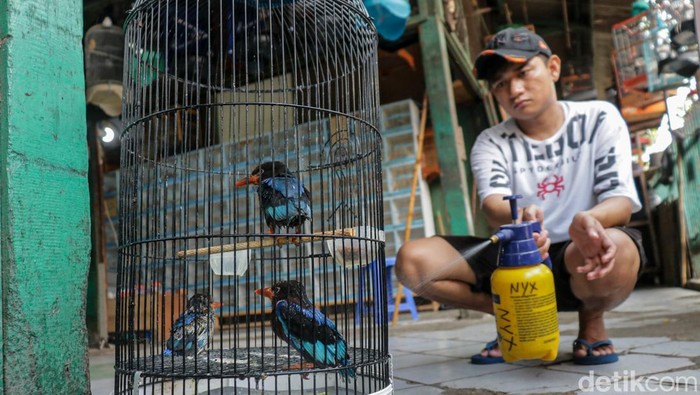 Ratusan burung kicau dalam sangkar terpajang rapi di area Kandang Pasar Pramuka, Jakarta, Senin (11/5/2026). Suara kicauan dari beragam jenis burung seperti murai batu, kenari, kacer, hingga cucak hijau saling bersautan memenuhi area perdagangan burung tersebut.