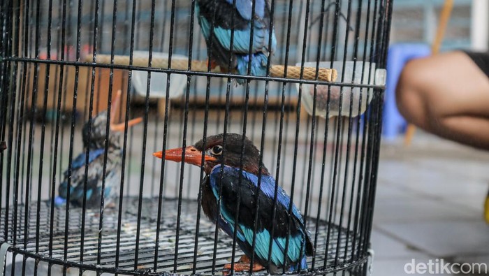 Nilai Bisnis Burung Kicau hingga Rp2 Triliun Ratusan burung kicau dalam sangkar terpajang rapi di area Kandang Pasar Pramuka, Jakarta, Senin (11/5/2026). Suara kicauan dari beragam jenis burung seperti murai batu, kenari, kacer, hingga cucak hijau saling bersautan memenuhi area perdagangan burung tersebut.
