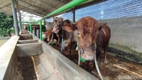 Hukum Patungan Kurban Sapi untuk 7 Orang, Bolehkah dalam Islam?