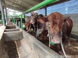 Permintaan Melonjak, Peternak Ciamis Sulit Cari Sapi Sehat