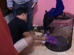 Digerebek Polisi, Pria Kendal Sembunyikan Ribuan Pil Koplo di Sangkar Burung
