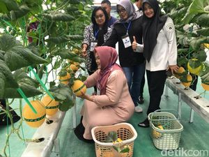 Laris Manis! Ratusan Melon di Rutan Boyolali Ludes Dipetik Pengunjung