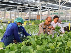 Greenhouse SPPG Palmerah PMJ Panen Sawi dan Nila untuk Pasok Menu MBG