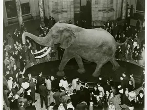 Gila, Gajah Terbesar di Dunia Ini Lebih Berat dan Besar dari T Rex!