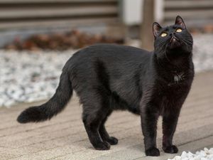 10 Jenis Kucing yang Dianggap Membawa Rezeki Menurut Primbon Jawa