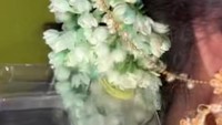 Viral Reaksi Pengantin Saat Ulat Muncul dari Balik Sanggul Roncean Melati