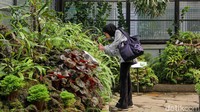 Keindahan Begonia dan Kantong Semar Memikat Wisatawan di Bogor