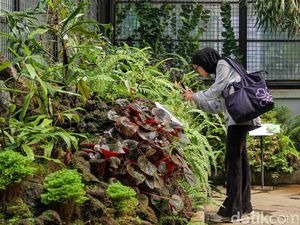 Ada Taman Monster Pemakan Serangga Tersembunyi di Kebun Raya Bogor