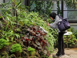 Ada Taman Monster Pemakan Serangga Tersembunyi di Kebun Raya Bogor