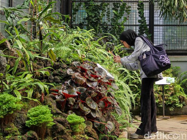 Keindahan Begonia dan Kantong Semar Memikat Wisatawan di Bogor