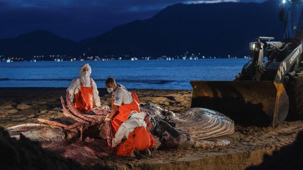 Peneliti Selidiki Kematian Paus Bungkuk Terdampar di Brasil