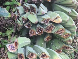 Penyakit Darah Pisang Turut Merebak di Lembata